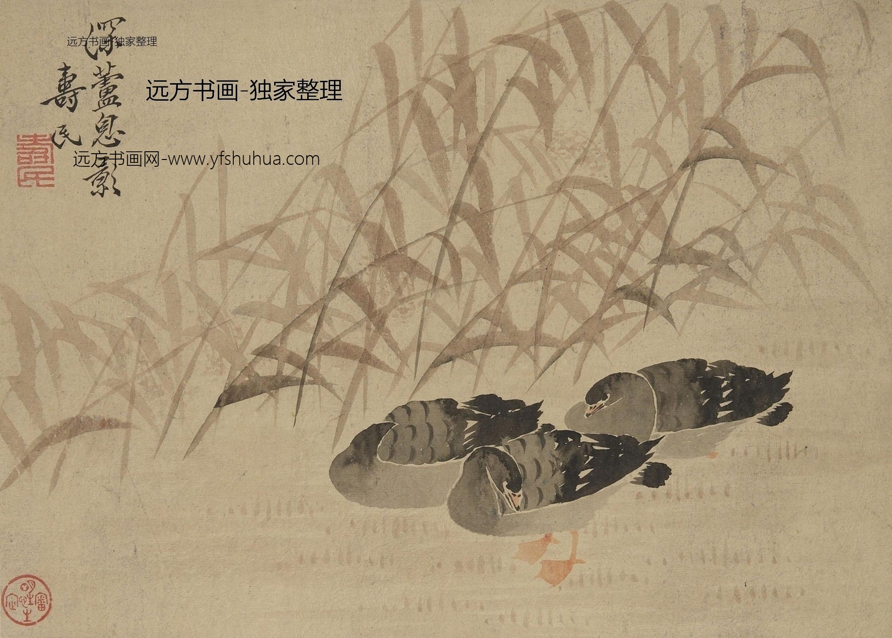 明朝代【边寿民】《鱼蟹花草图册（8开）》TIF高清大图中国画古画素材下载