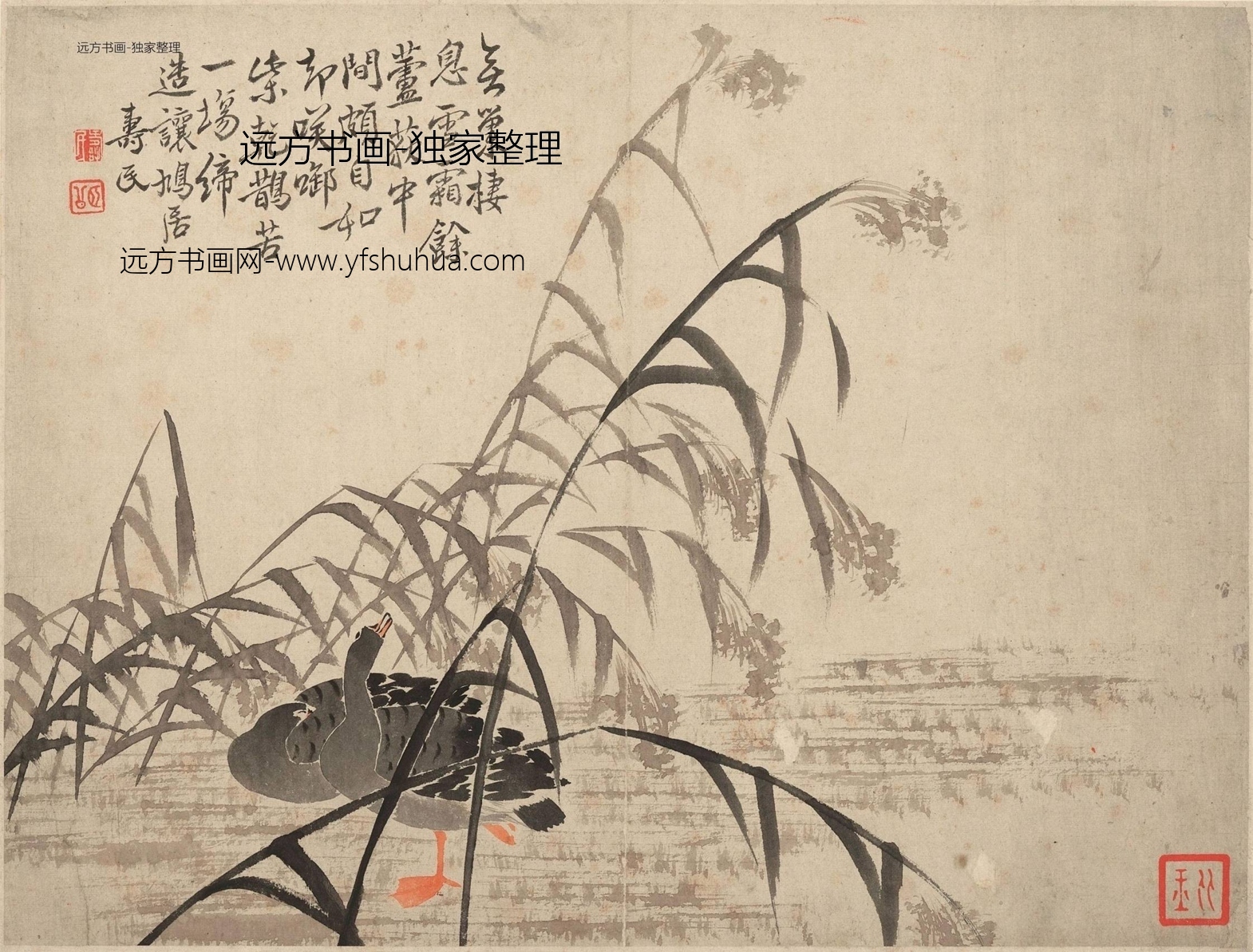 清朝代【边寿民】《芦雁图册页（10开）》TIF高清大图中国画古画素材下载