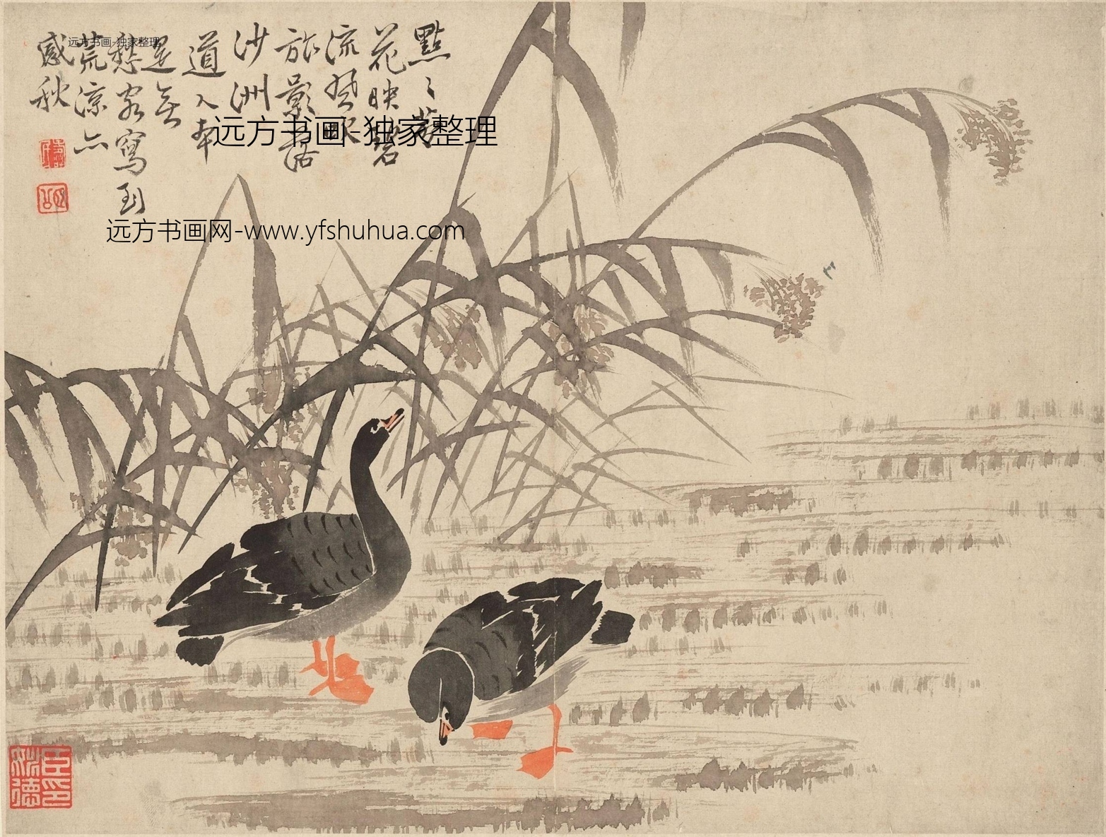 清朝代【边寿民】《芦雁图册页（10开）》TIF高清大图中国画古画素材下载