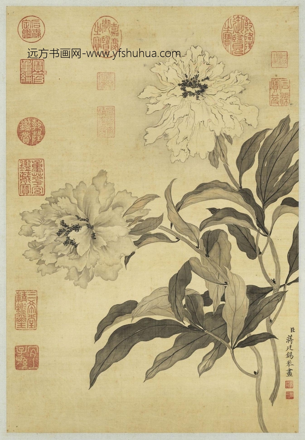 清_蒋廷锡_墨牡丹轴