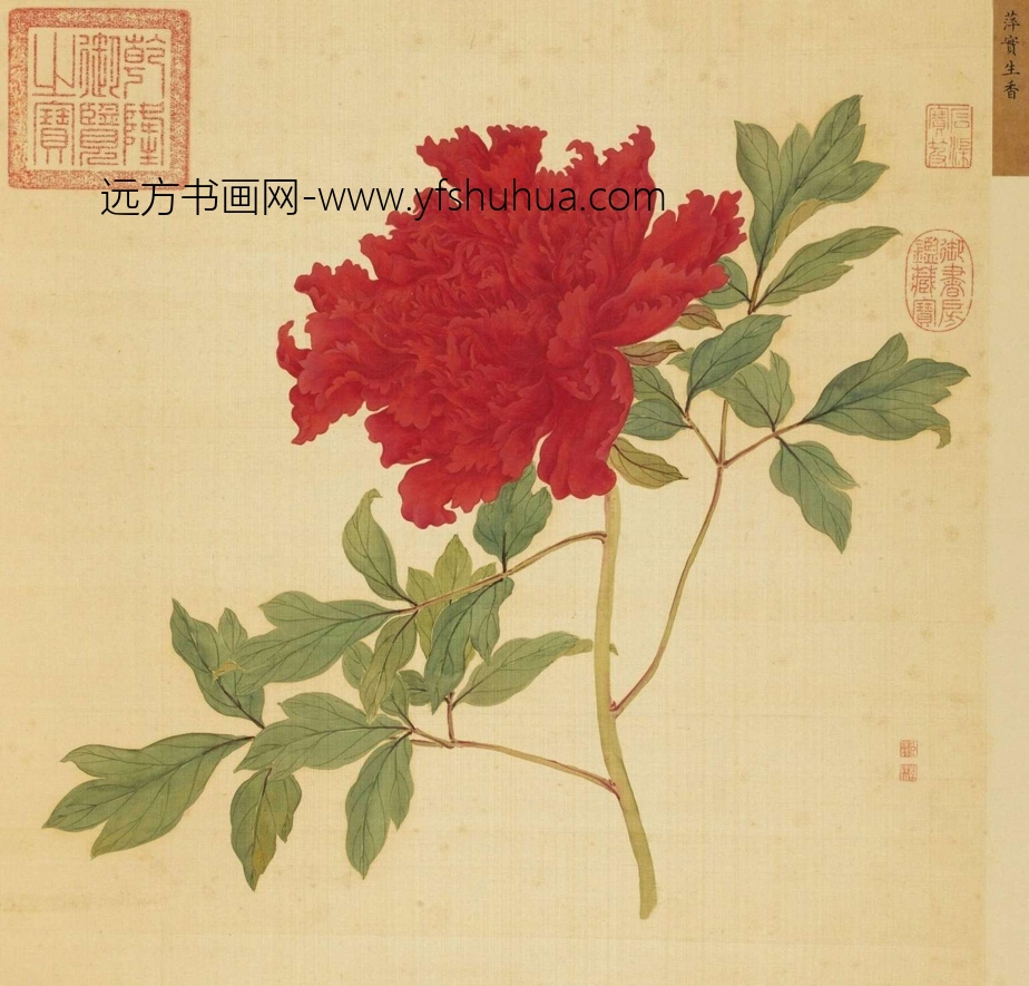 清_蒋廷锡_百种牡丹谱(选十帧）_15