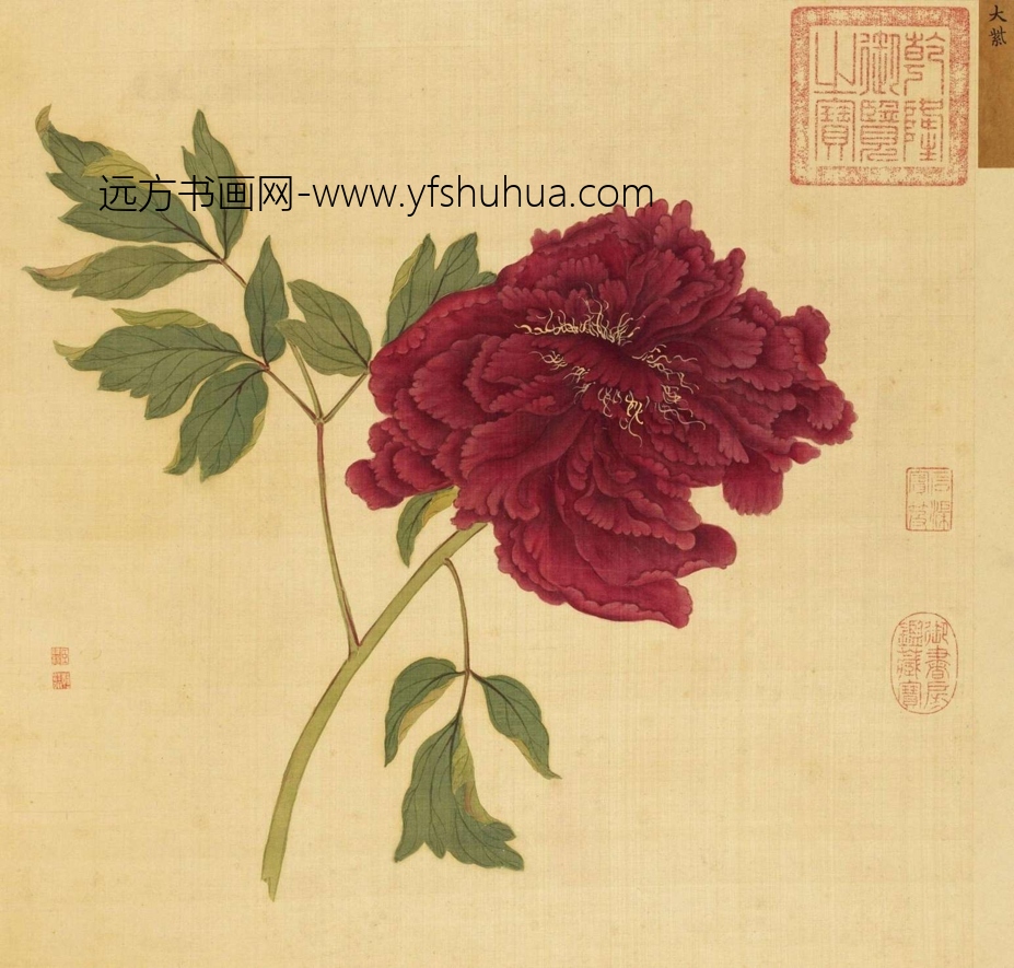 清_蒋廷锡_百种牡丹谱(选十帧）_19