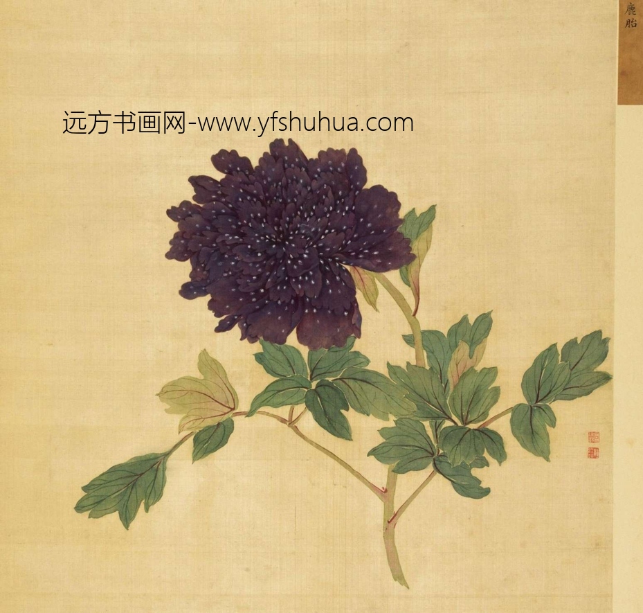 清_蒋廷锡_百种牡丹谱(选十帧）_7