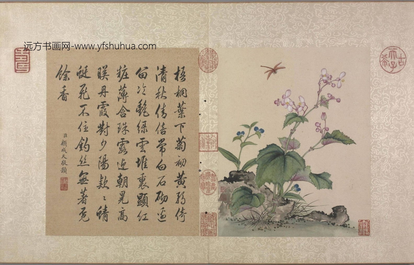 清_蒋廷锡_花卉虫草册24帧_6 清_蒋廷锡_花卉虫草册24帧_6