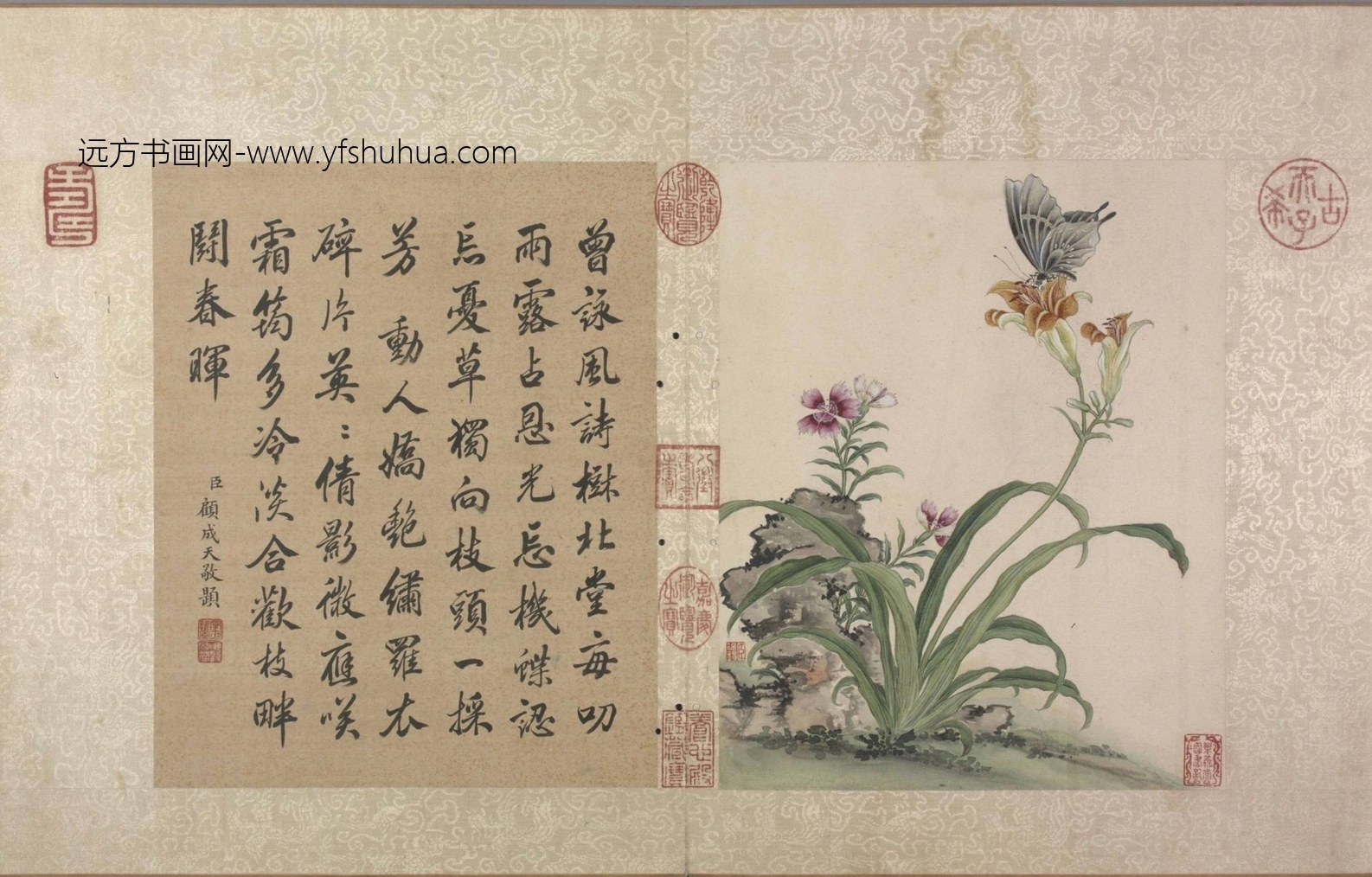 清_蒋廷锡_花卉虫草册24帧_9 清_蒋廷锡_花卉虫草册24帧_9
