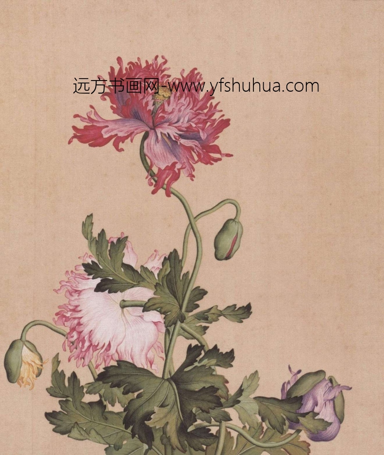 清_郎世宁_仙萼长春图HD_8 清_郎世宁_仙萼长春图HD_8