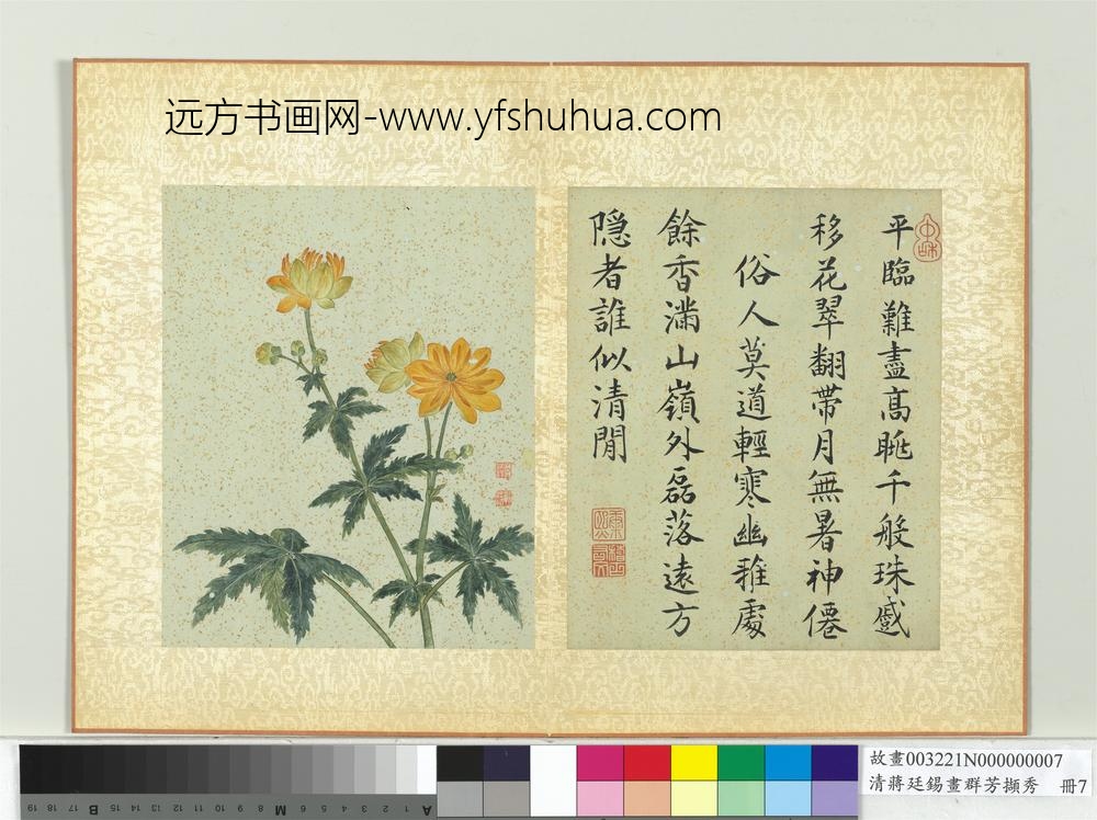 清蒋廷锡画群芳撷秀册菊花_ 清蒋廷锡画群芳撷秀册菊花_