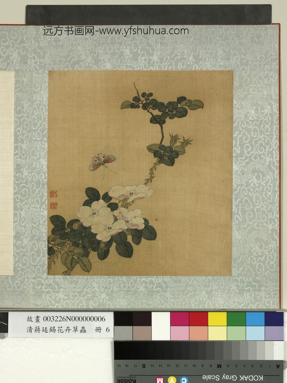 清蒋廷锡花卉草虫册月季 清蒋廷锡花卉草虫册月季