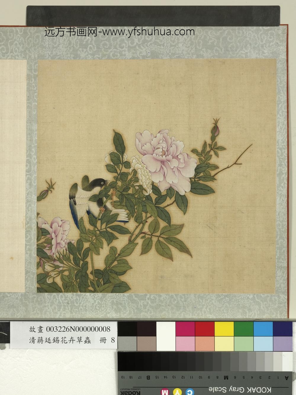 清蒋廷锡花卉草虫册玫瑰 清蒋廷锡花卉草虫册玫瑰