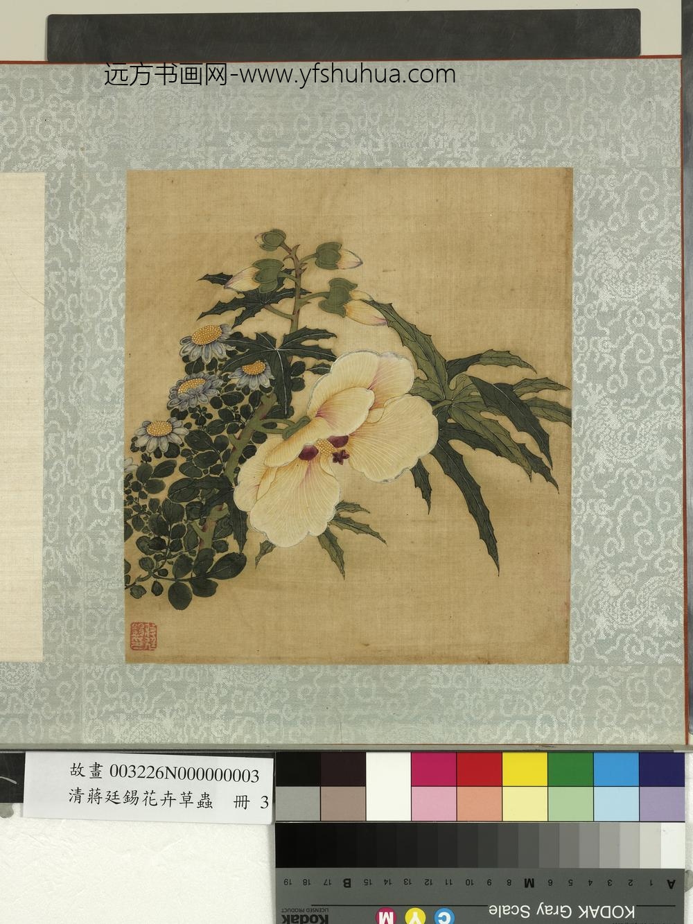清蒋廷锡花卉草虫册秋葵雏菊 清蒋廷锡花卉草虫册秋葵雏菊