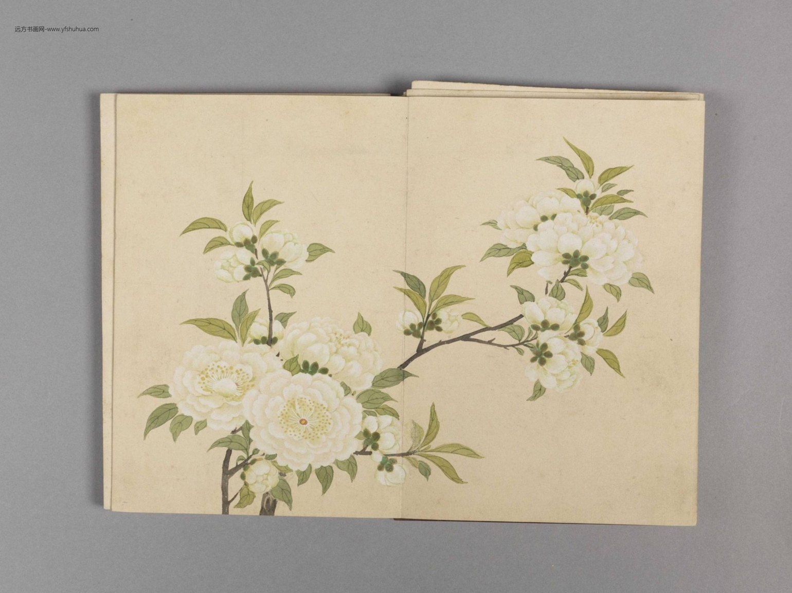 花卉小册（16开）-13