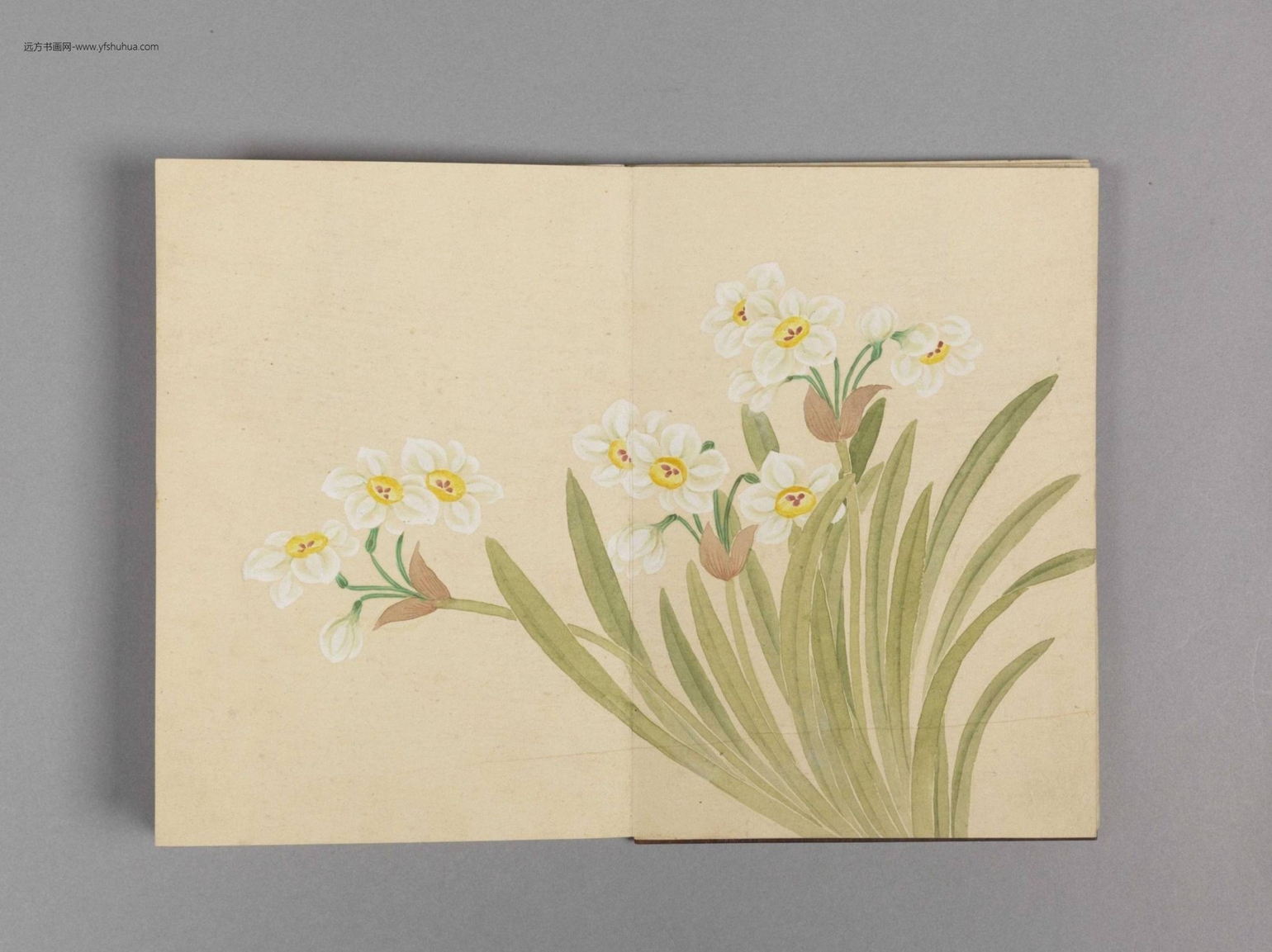 花卉小册（16开）-4
