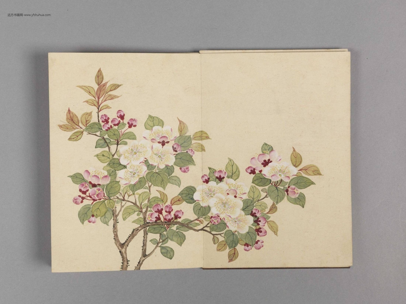 花卉小册（16开）-5