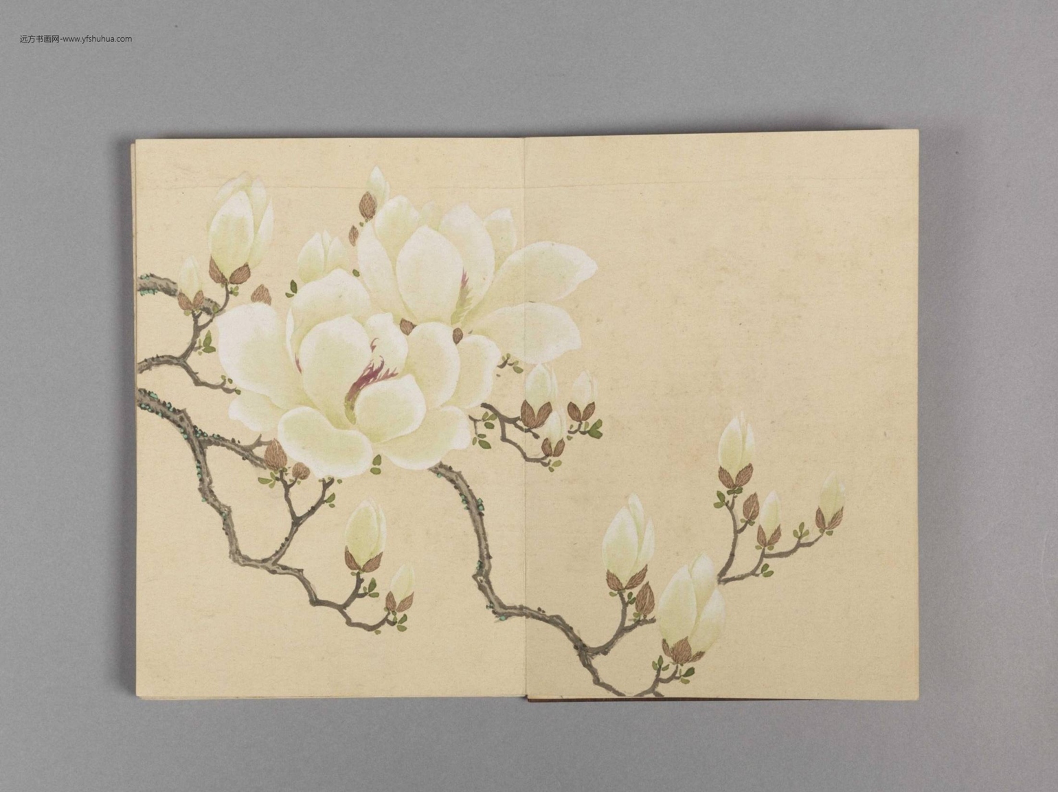 花卉小册（16开）-6