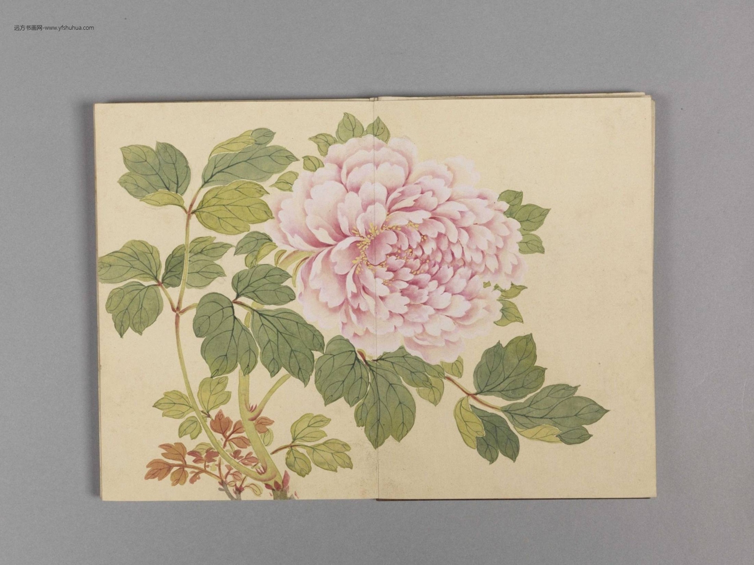 花卉小册（16开）-7