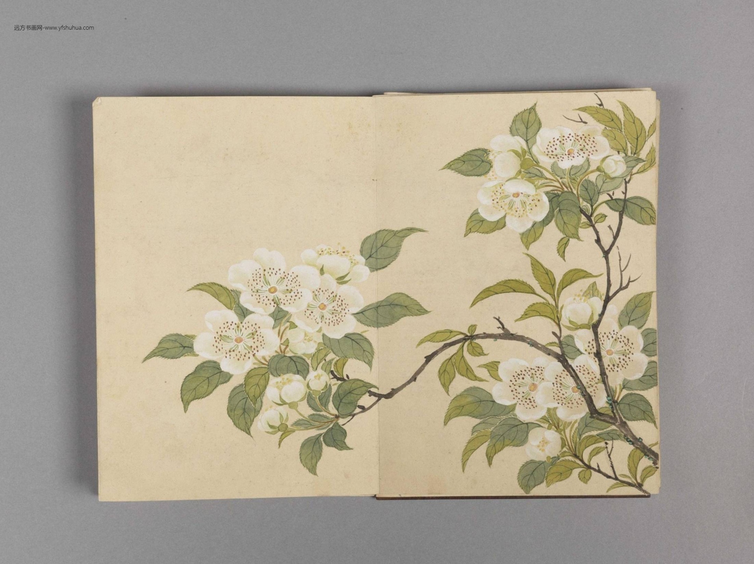 花卉小册（16开）-8