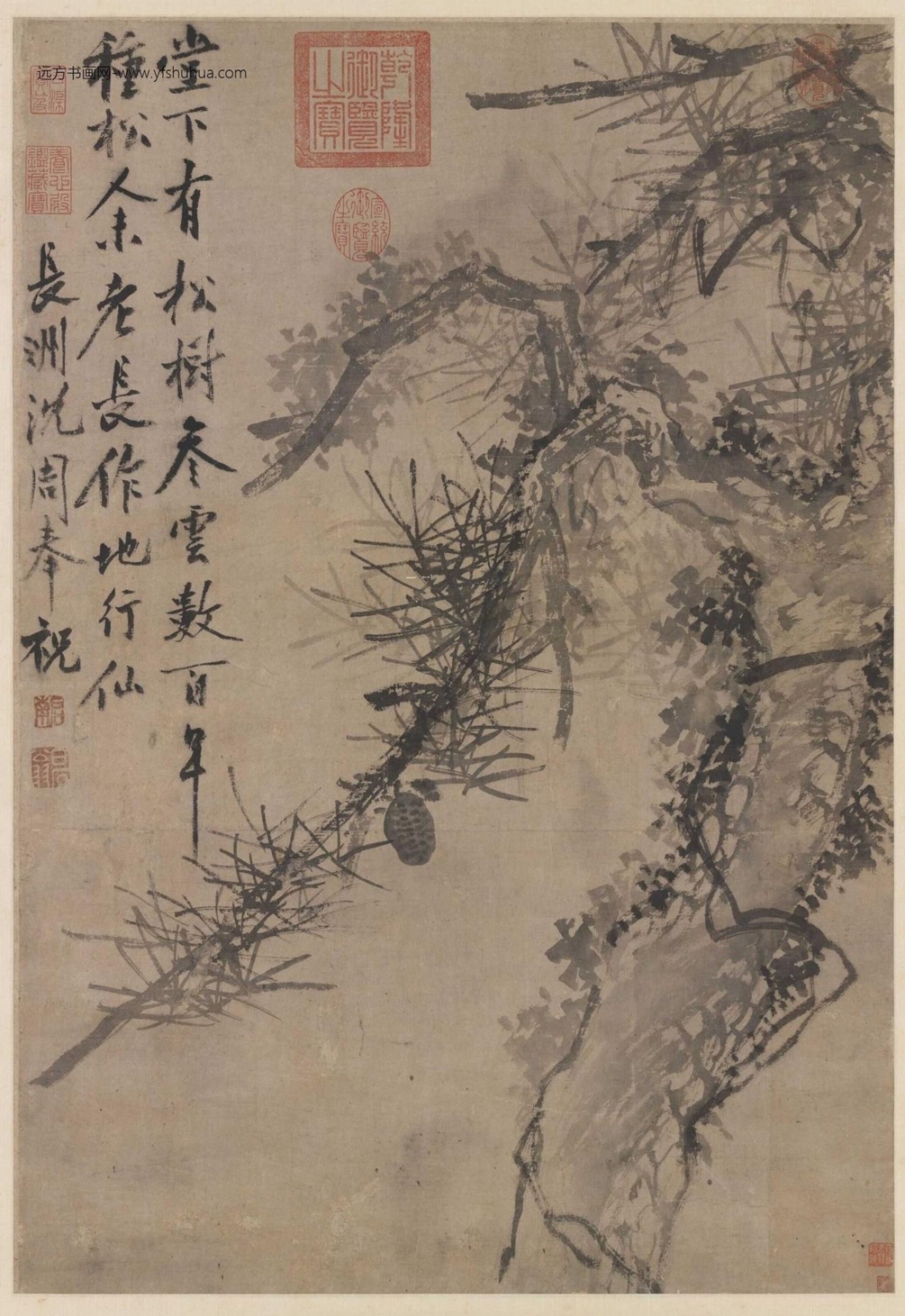 明_沈周_古松图