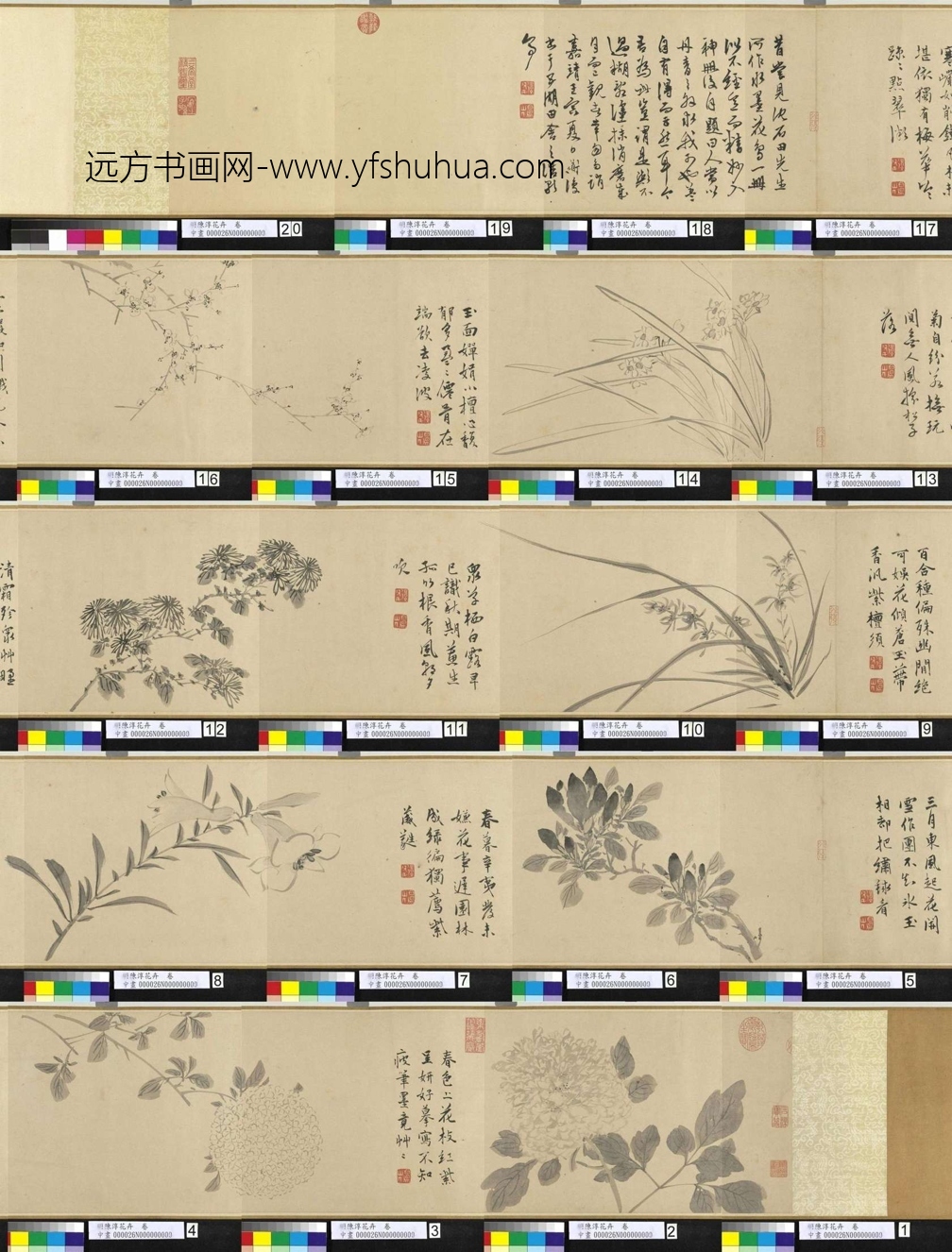 明_陈淳_花卉卷