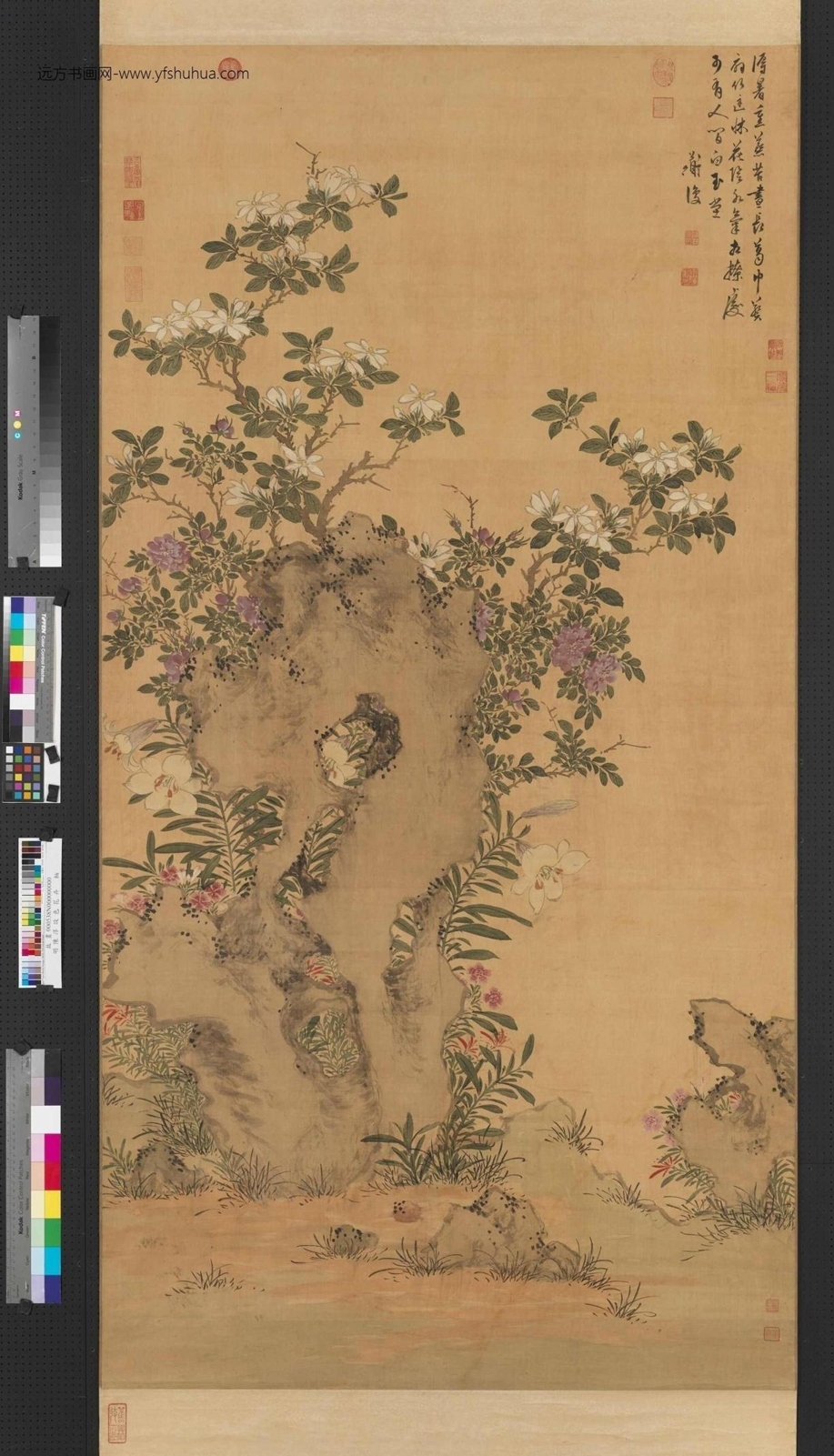 明_陈淳_设色花卉