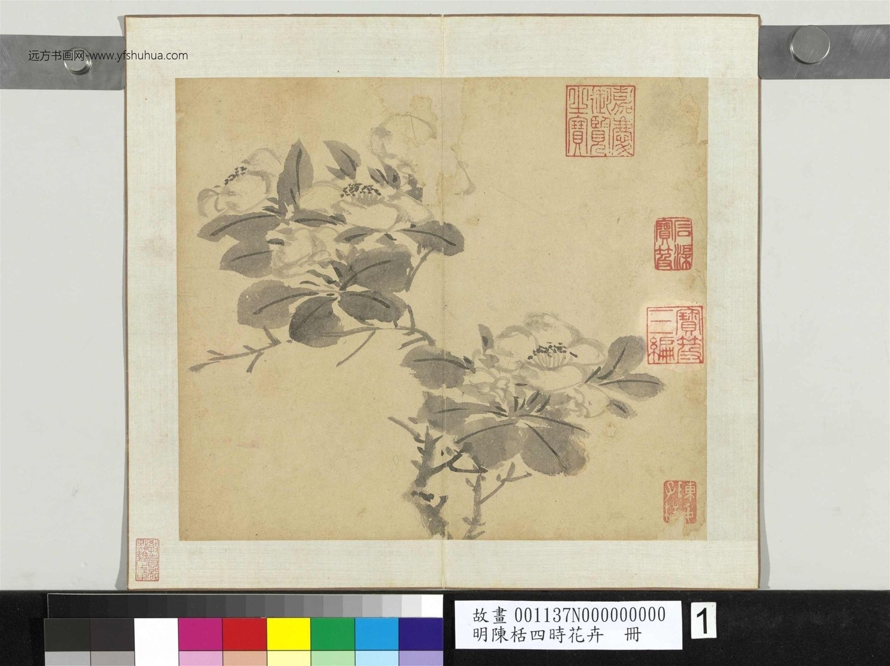 明_陈栝_四时花卉册_1