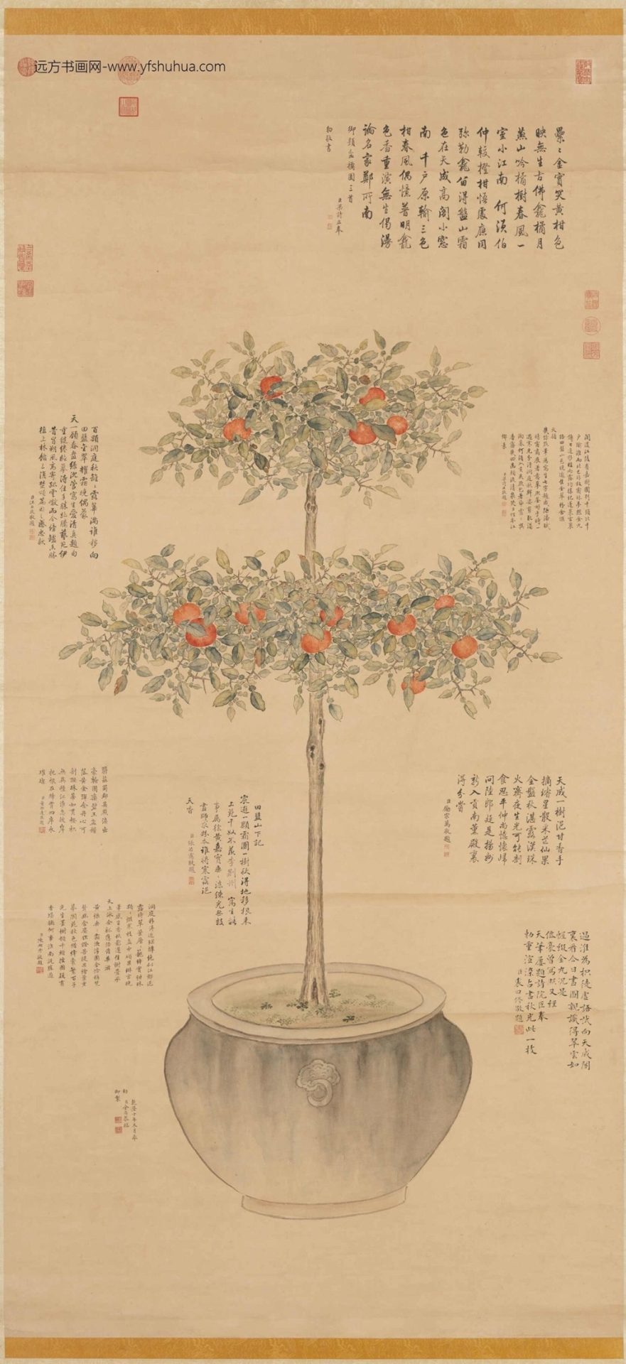 清余省仿御笔盆橘图轴