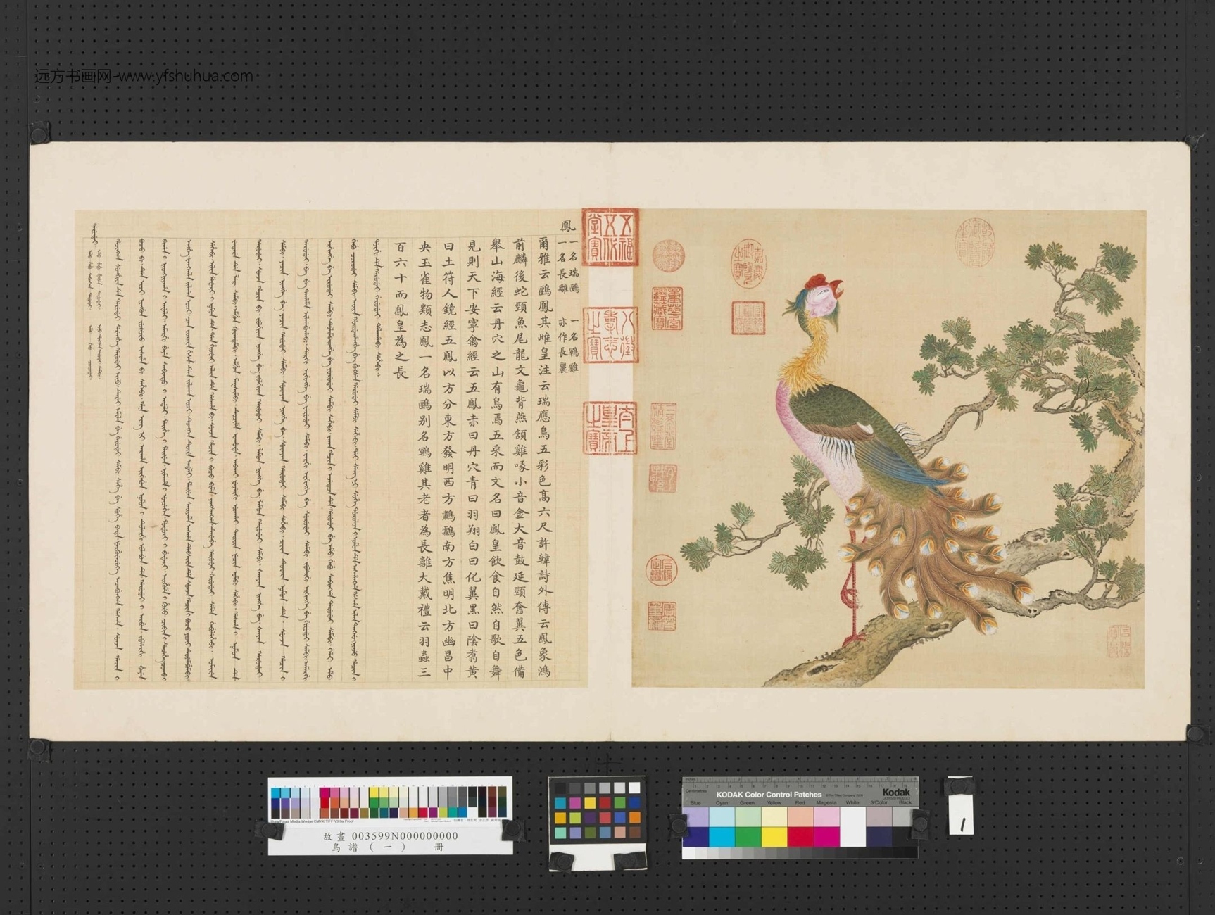 清_佚名_鸟谱（一）册 (1)