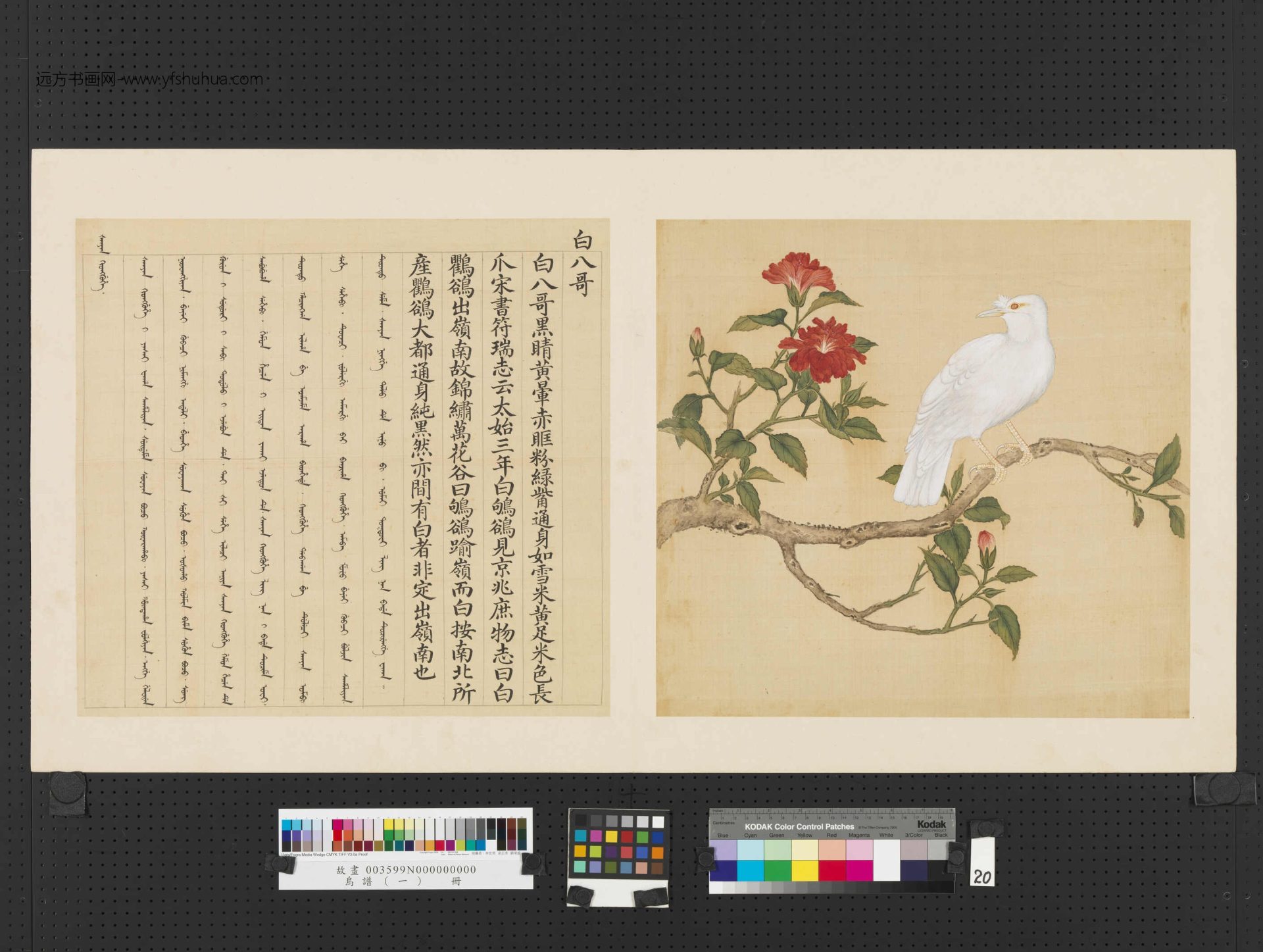 清_佚名_鸟谱（一）册 (20)