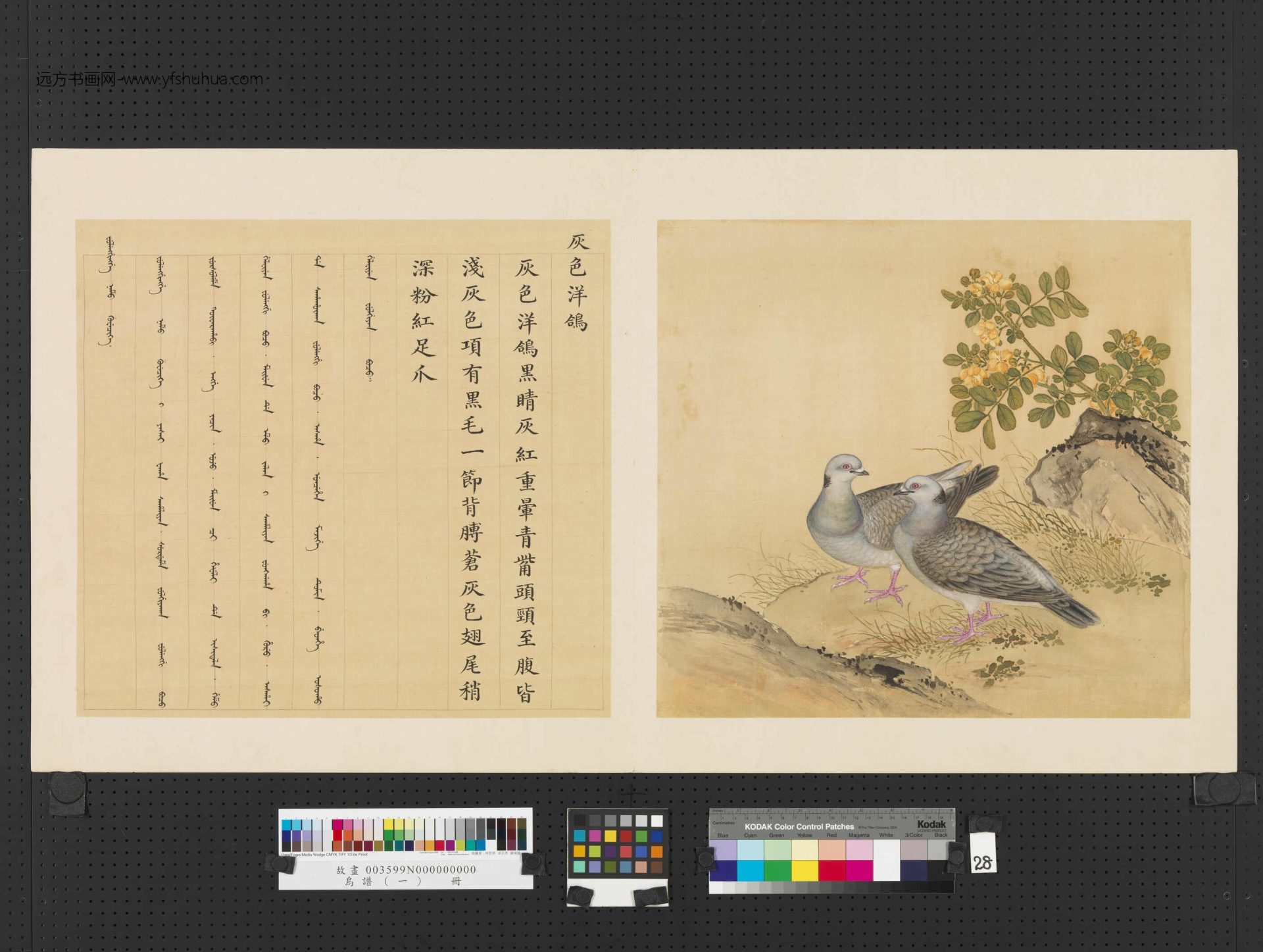 清_佚名_鸟谱（一）册 (28)