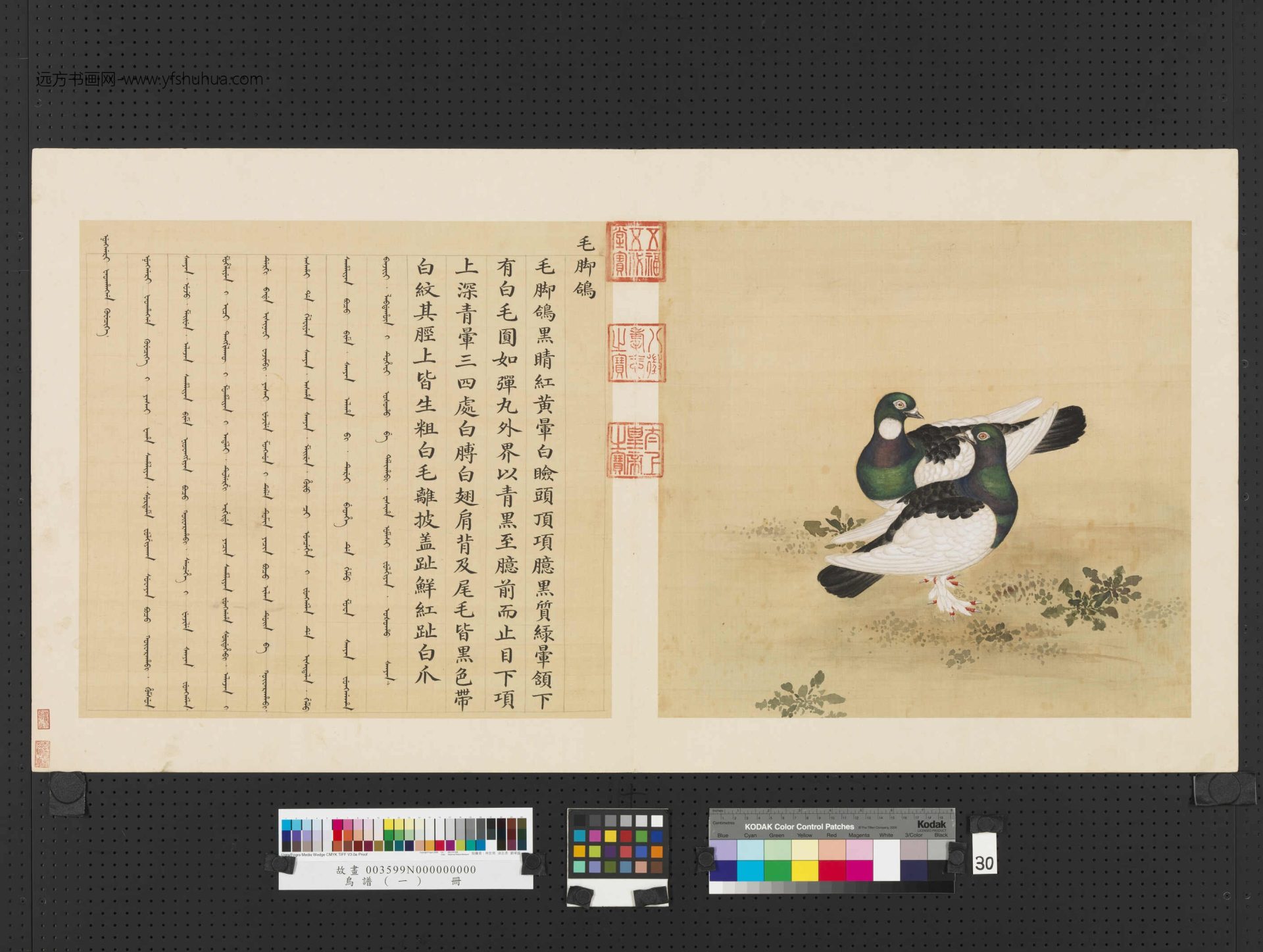 清_佚名_鸟谱（一）册 (30)
