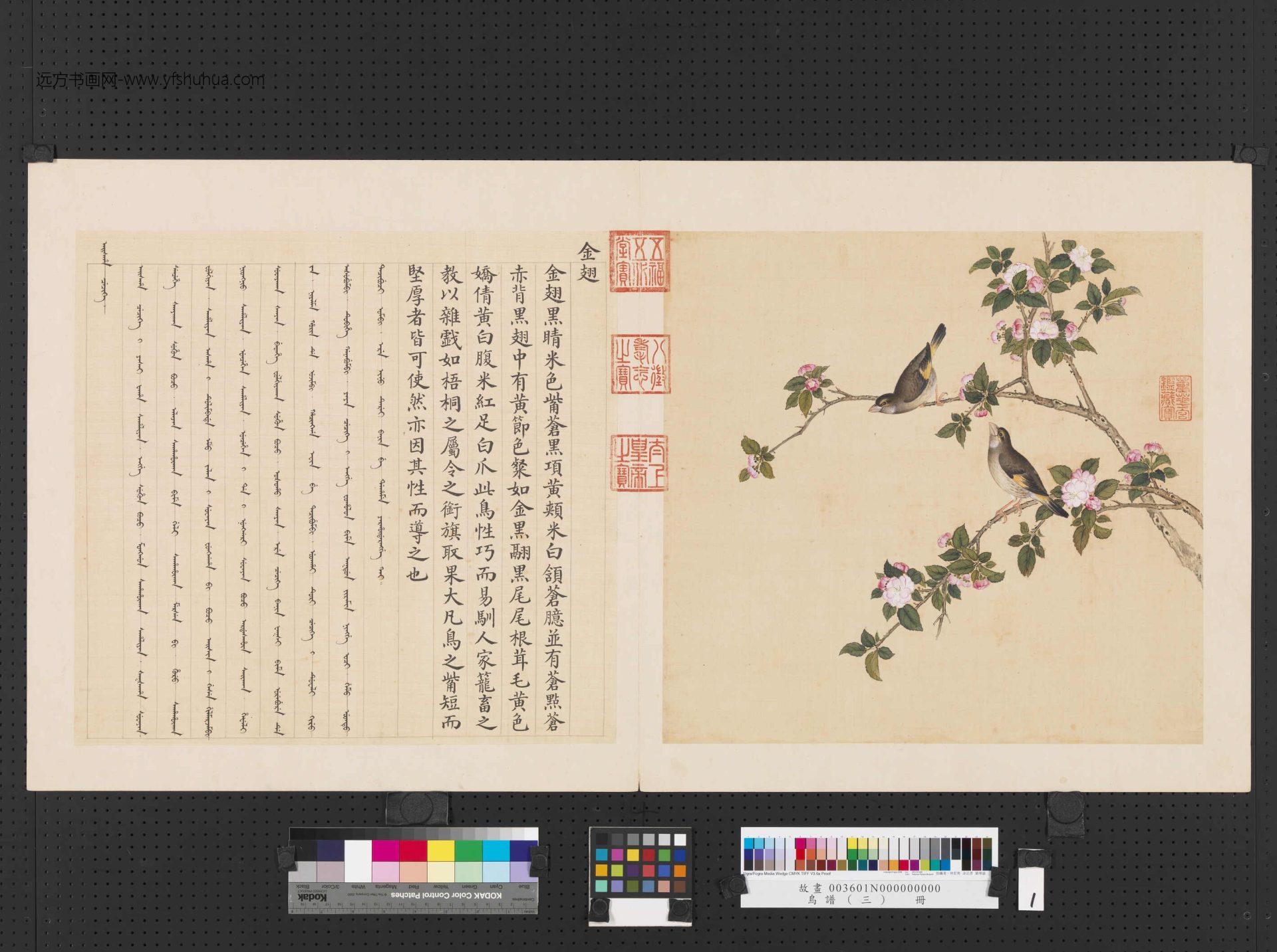 清_佚名_鸟谱（三）册 (1)