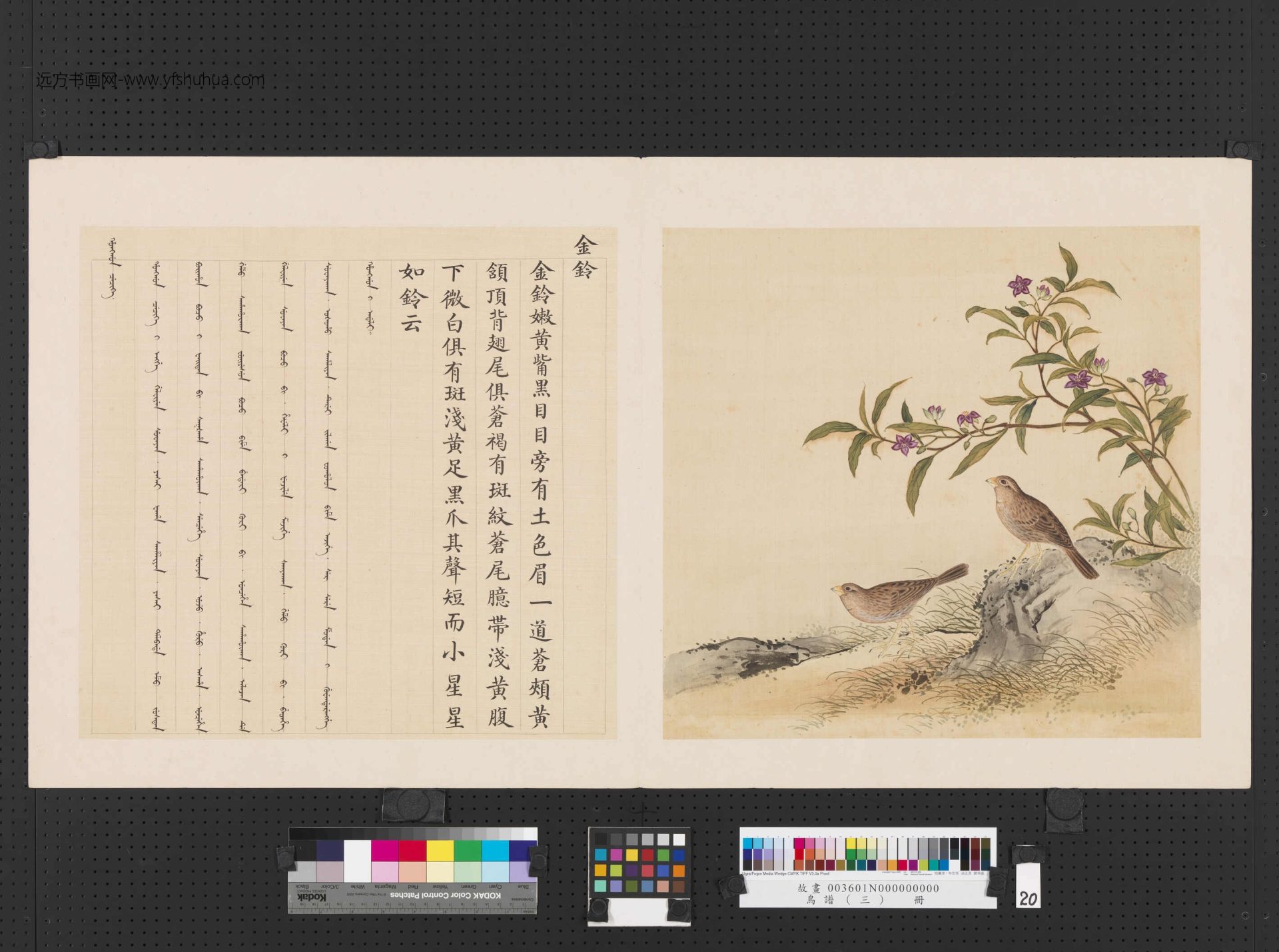 清_佚名_鸟谱（三）册 (20)