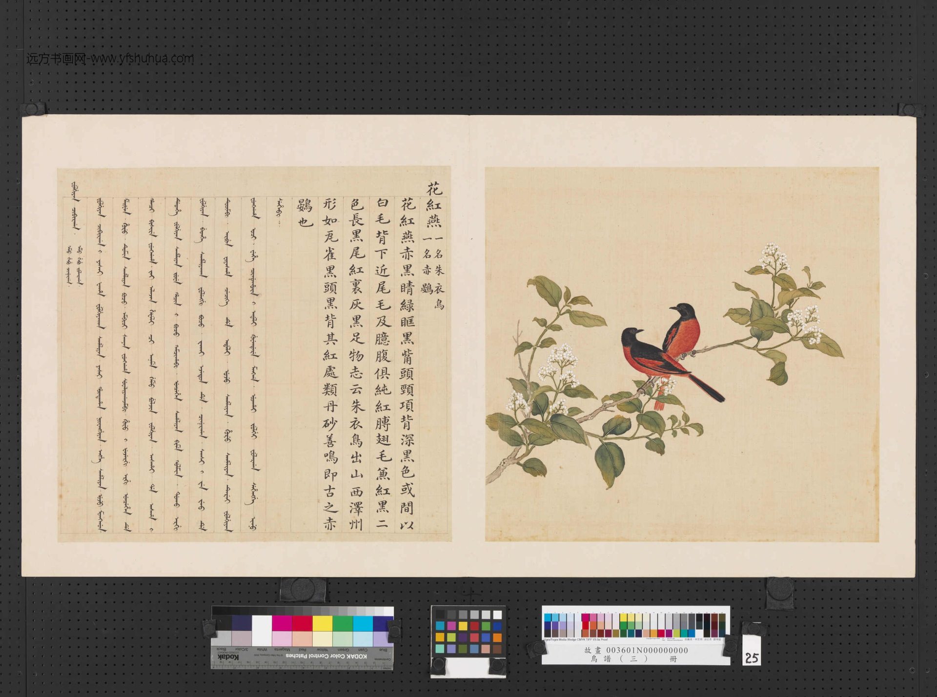 清_佚名_鸟谱（三）册 (25)