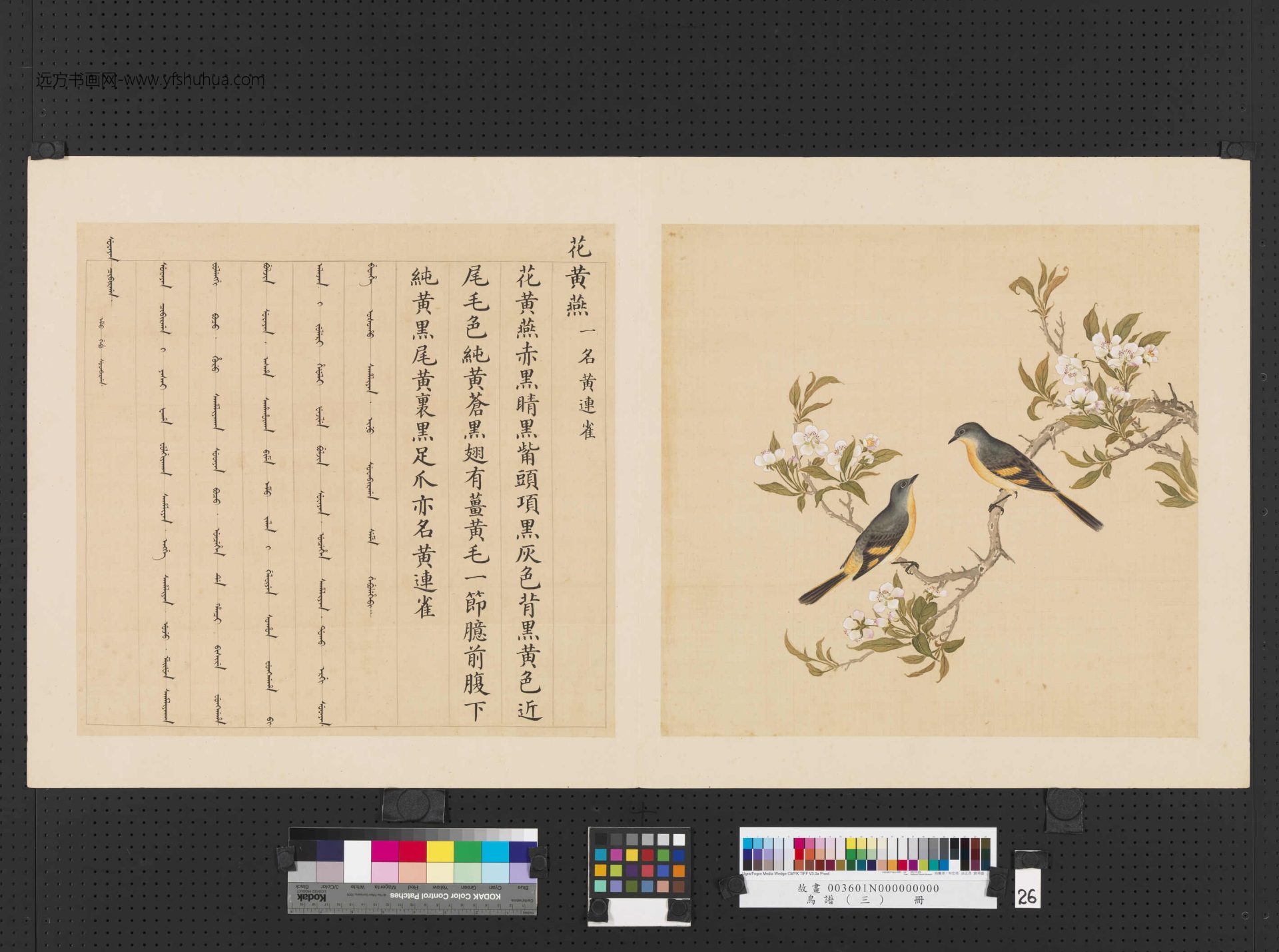 清_佚名_鸟谱（三）册 (26)