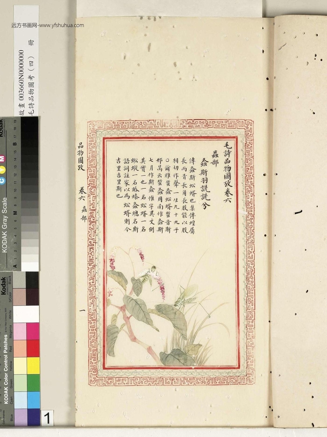 清_佚名_毛诗品物图考（四）册