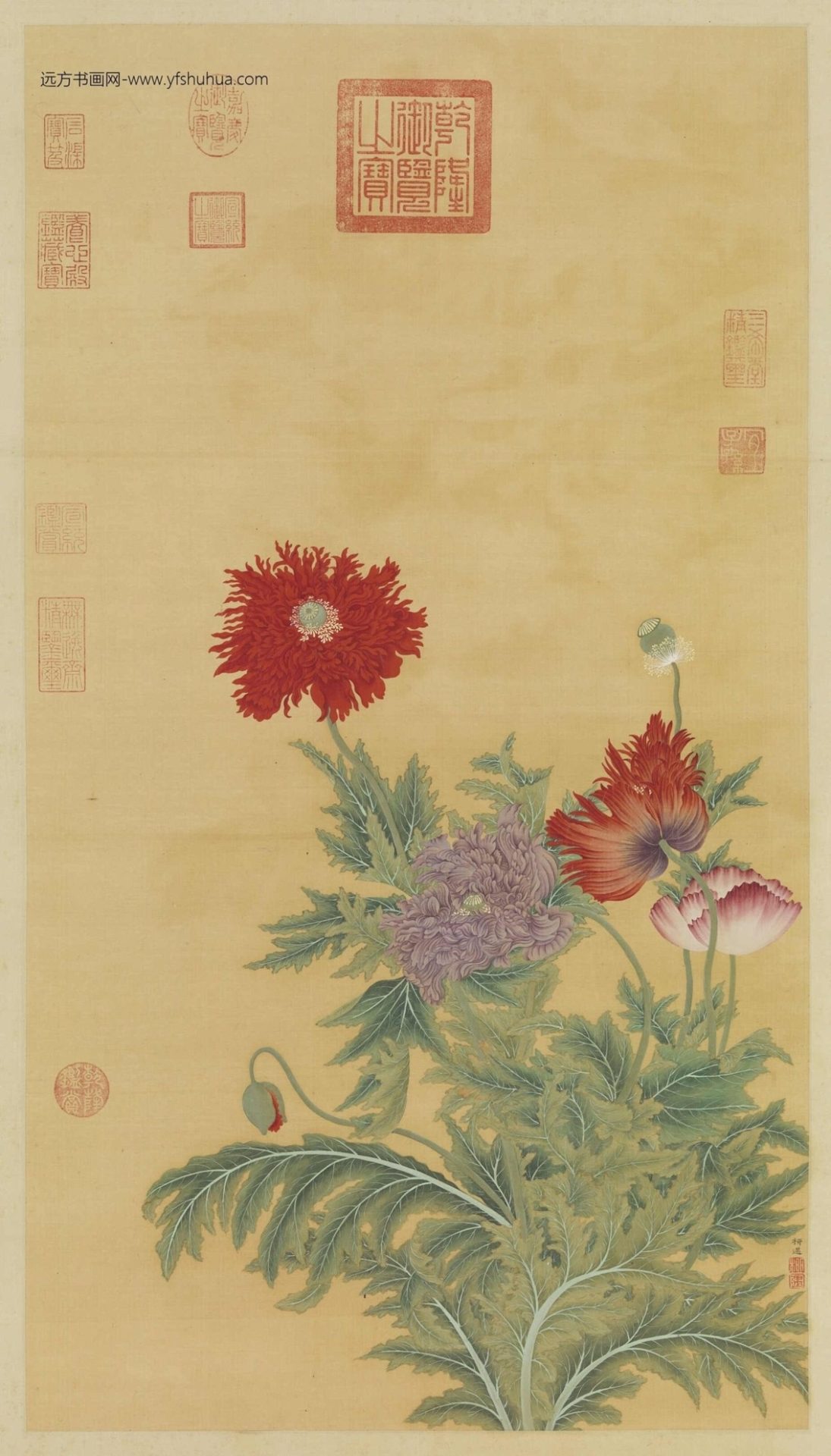 清_柳遇_莺粟图
