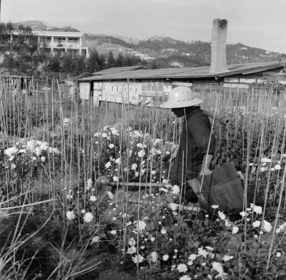 【JPG清晰版】._香港，男子在田野上浇花