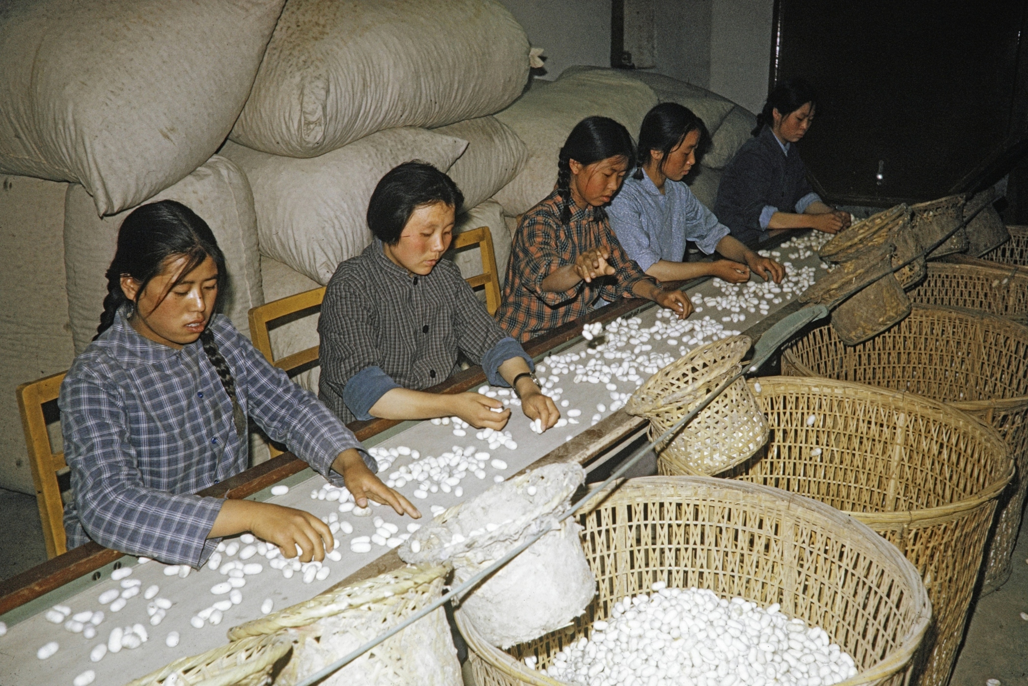【JPG清晰版】._延安蚕茧工厂工人正在分拣蚕茧