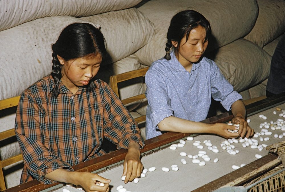 【JPG清晰版】._延安蚕茧工厂工人正在分拣蚕茧 【JPG清晰版】._延安蚕茧工厂工人正在分拣蚕茧