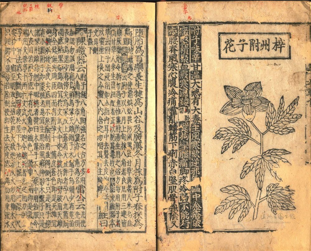 _經史證類大觀本草三十一卷（第八冊卷十）__