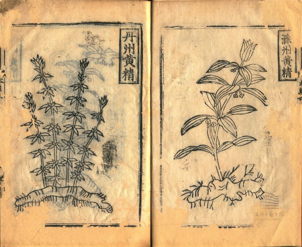 _經史證類大觀本草三十一卷（第四冊卷六）__