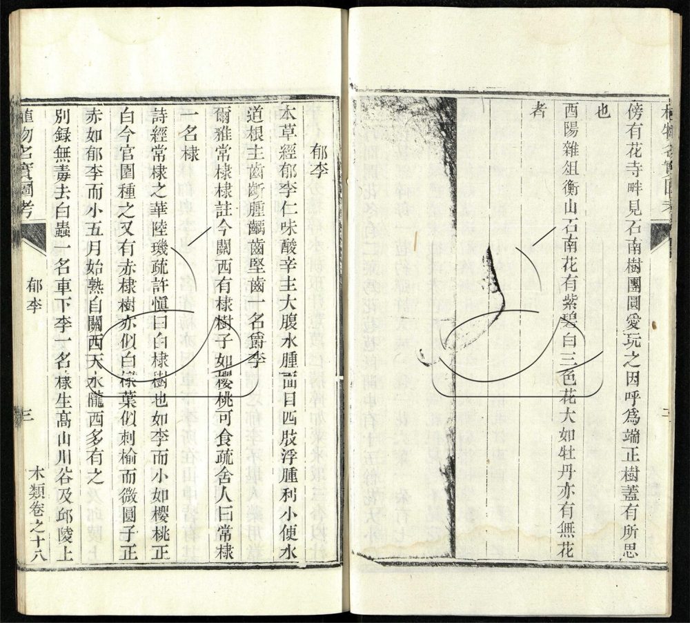 -植物名實圖考（殘）-第十册__