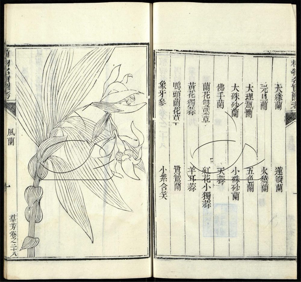 -植物名實圖考（殘）-第十九册__