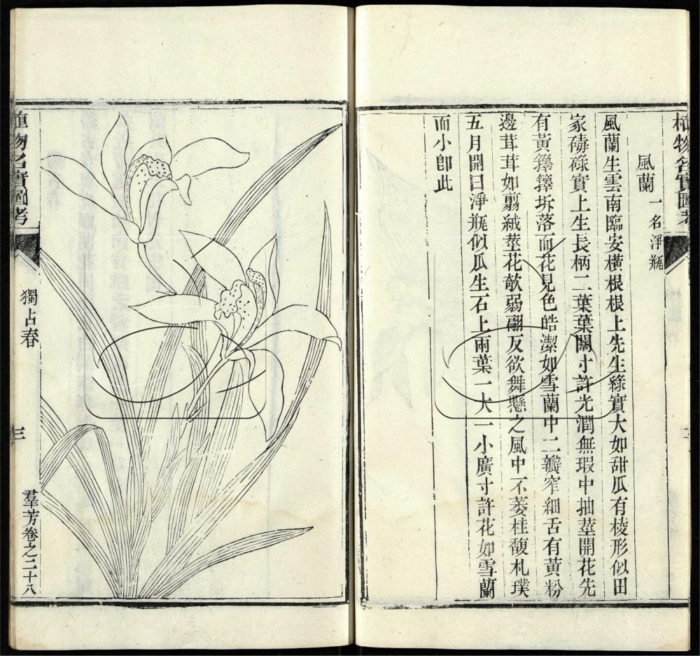 -植物名實圖考（殘）-第十九册__