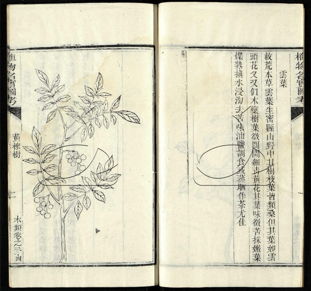 -植物名實圖考（殘）-第二十五册__
