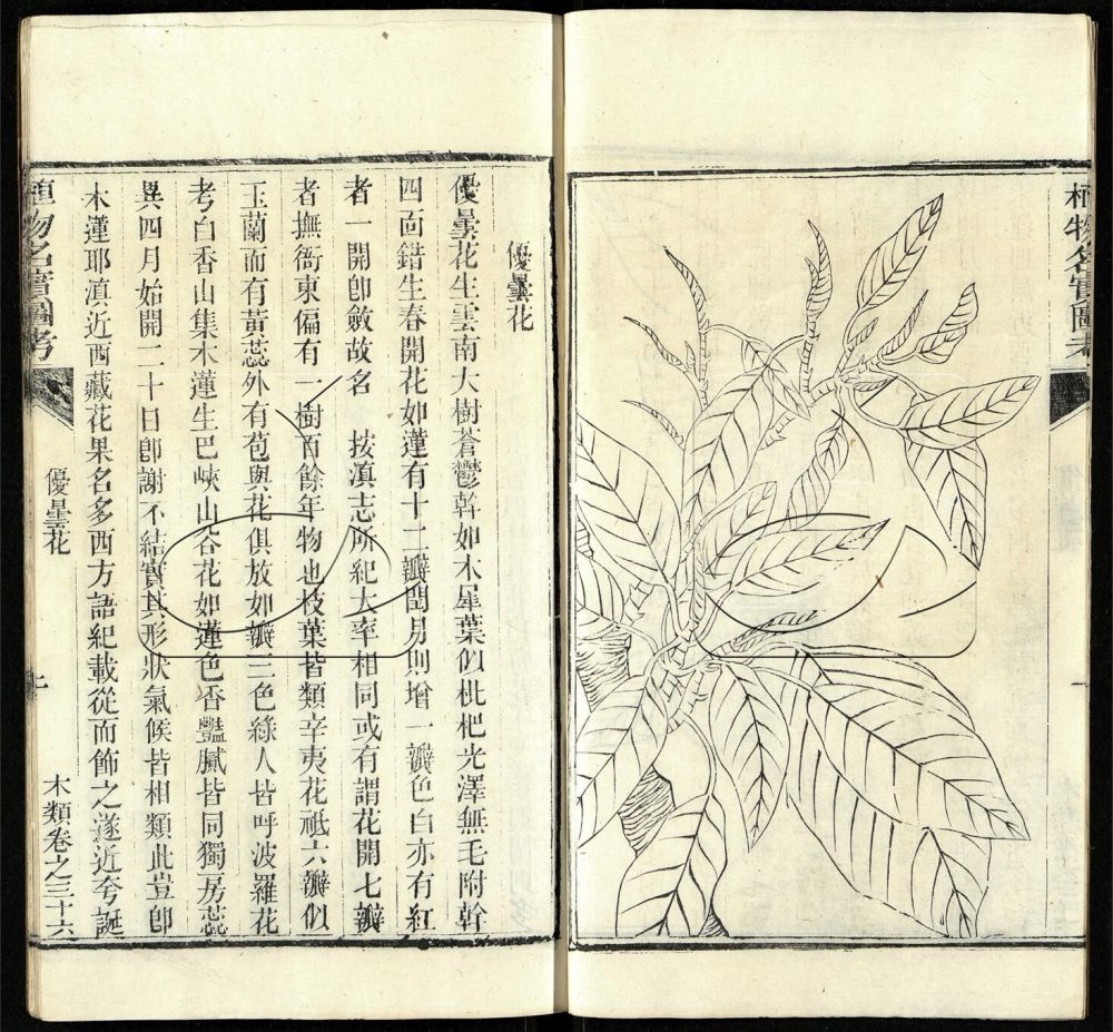 -植物名實圖考（殘）-第二十七册__