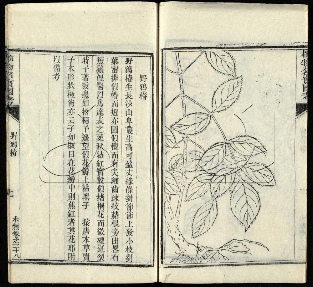 -植物名實圖考（殘）-第二十九册__