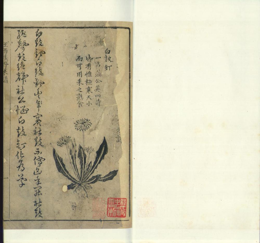 _王西楼野菜谱一卷__