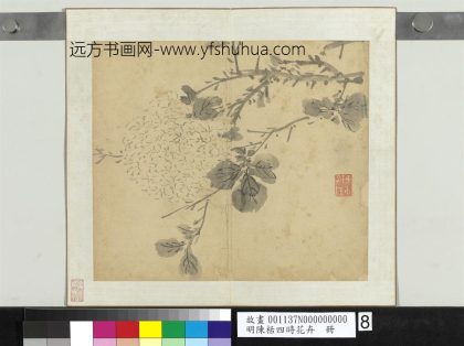 明陈栝四时花卉册-绣球