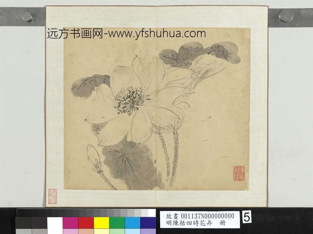 明陈栝四时花卉册-荷 明陈栝四时花卉册-荷