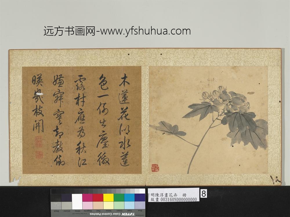 明陈淳画花卉册-芙蓉 明陈淳画花卉册-芙蓉